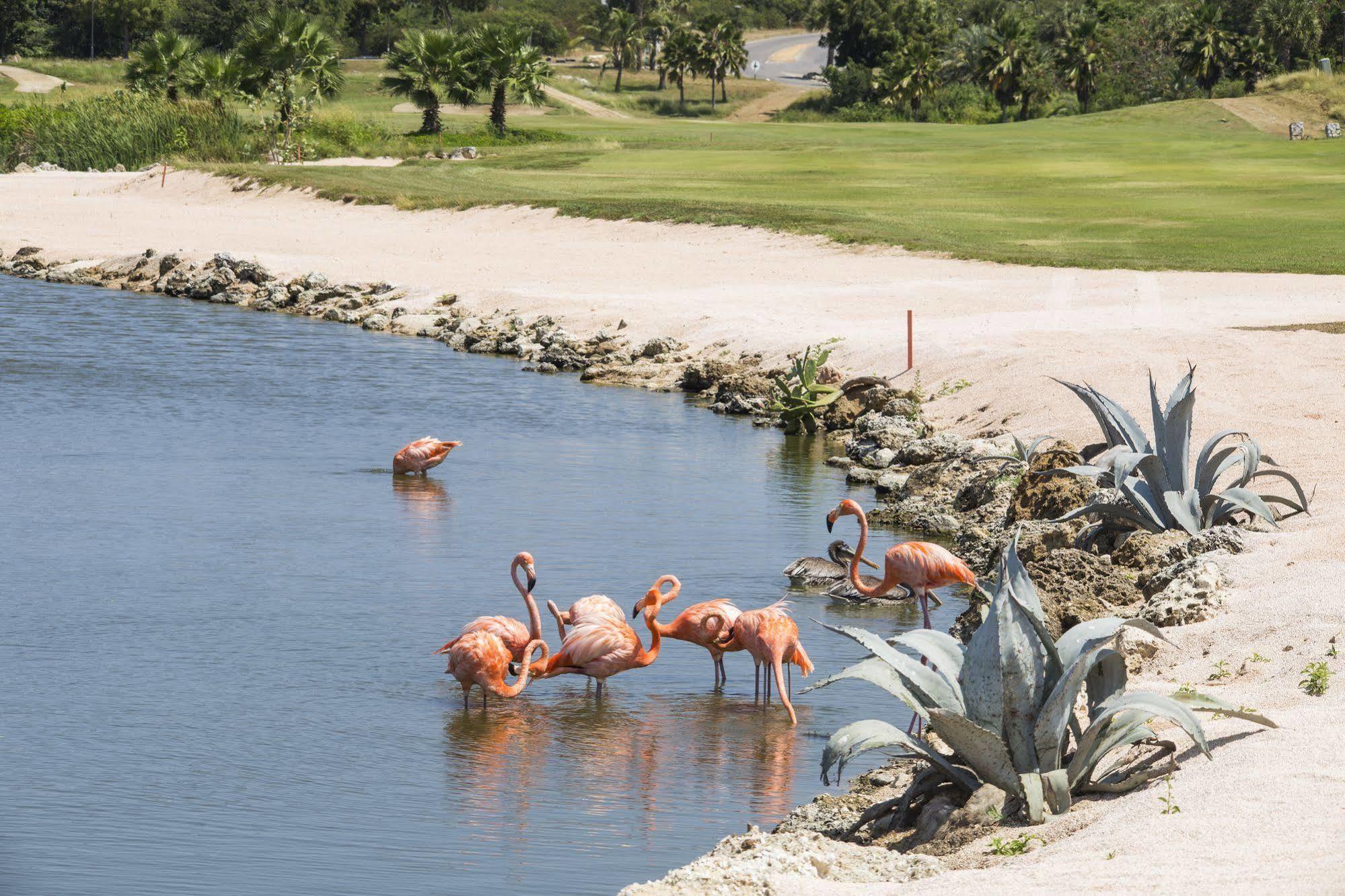 Blue Bay Lodges Curacao Dış mekan fotoğraf